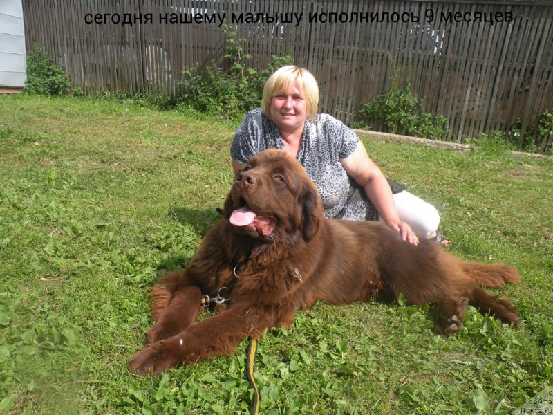 Фото: ньюфаундленд Vashe Blagorodie s Berega Dona (Ваше Благородие с Берега Дона), Natal'ya Klimova (Наталья Климова)