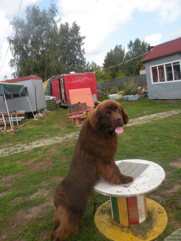 Фото: ньюфаундленд Vashe Blagorodie s Berega Dona (Ваше Благородие с Берега Дона)