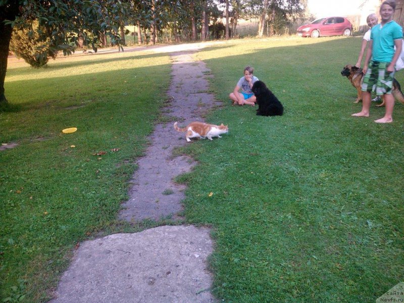 Фото: ньюфаундленд Brownblood MSK Zhansaya Shuli (Браунблад МСК Жансая Шули)