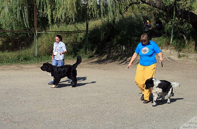 Фото: ньюфаундленд Piternyuf Zhit' Horosho (Питерньюф Жить Хорошо), ньюфаундленд Sent Djons Peppi Dlinny Chulok (Сент Джонс Пеппи Длинный Чулок)