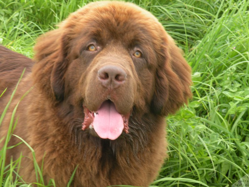 Фото: ньюфаундленд Vashe Blagorodie s Berega Dona (Ваше Благородие с Берега Дона)