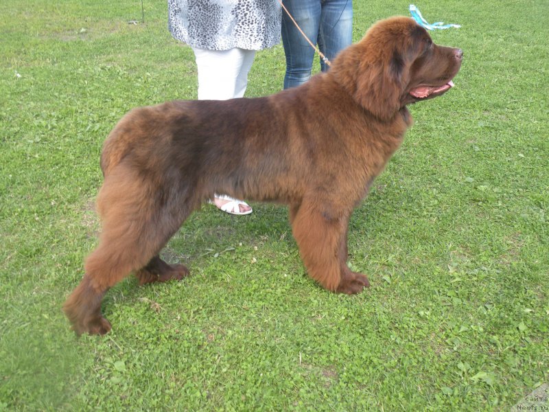 Фото: ньюфаундленд Vashe Blagorodie s Berega Dona (Ваше Благородие с Берега Дона)