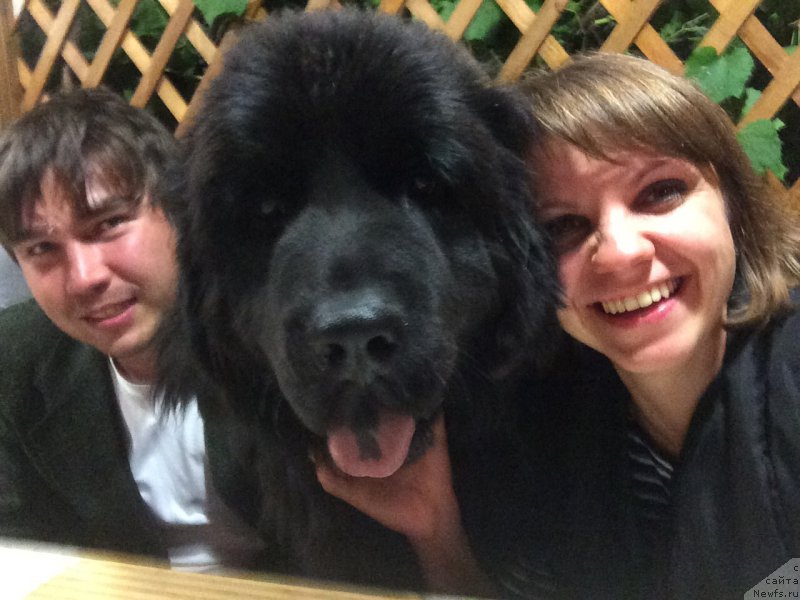 Фото: ньюфаундленд N'yu-Pom-SHir Bond Djeyms (Нью-Пом-Шир Бонд Джеймс)