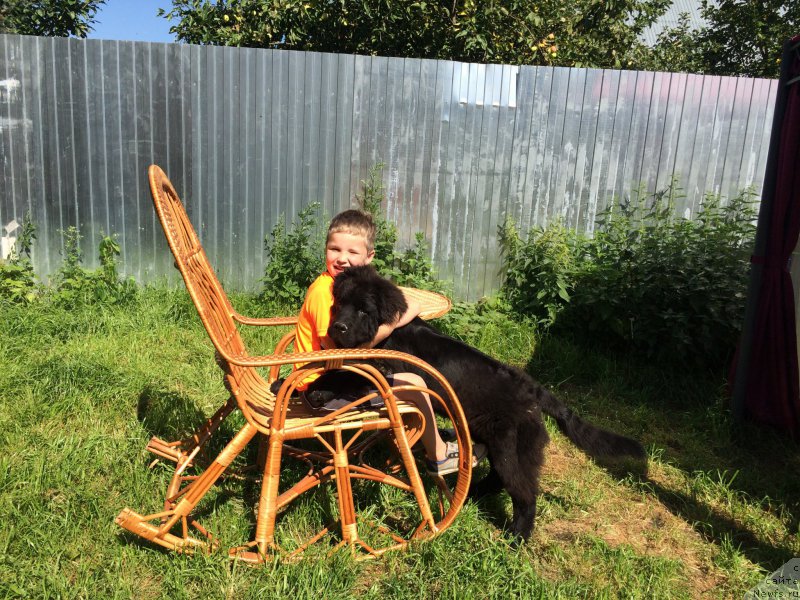 Фото: ньюфаундленд CHernyiy Balu Erofey (Черный Балу Ерофей)