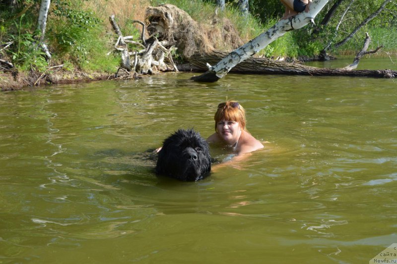 Фото: ньюфаундленд Votan YElias Abbet (Вотан Элиас Аббет), ньюфаундленд Votan YElias Abbet (Вотан Элиас Аббет)