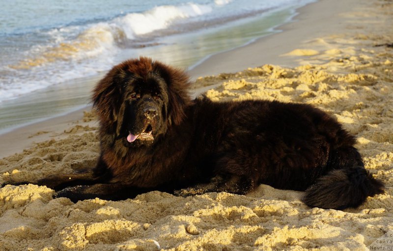 Фото: ньюфаундленд Njufort Atlantida (Ньюфорт Атлантида)