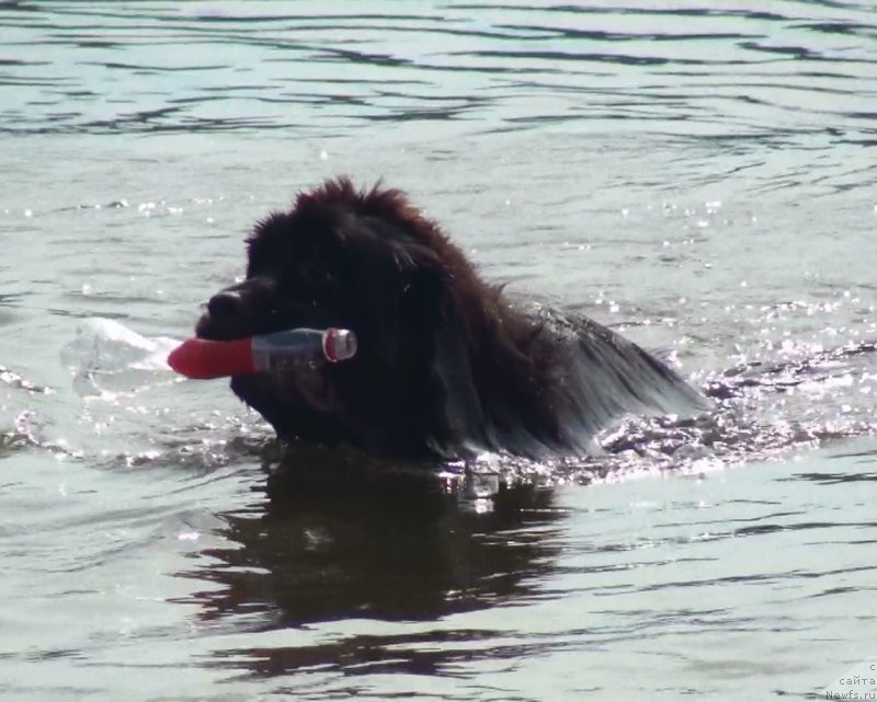 Фото: ньюфаундленд Njufort Atlantida (Ньюфорт Атлантида)