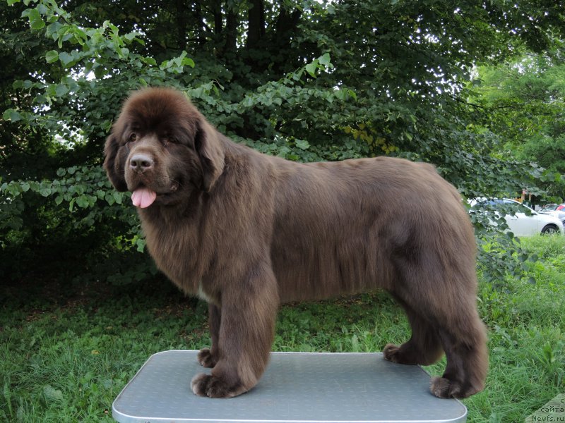 Фото: ньюфаундленд Aquatoriya Kelvin Heather Honey (Акватория Келвин Хизер Хани)