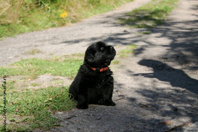 Фото: Рита, ньюфаундленд Chernaya Mafia Аll Rights Reserved (Черная Мафия Алл Ригхтс Ресервед)