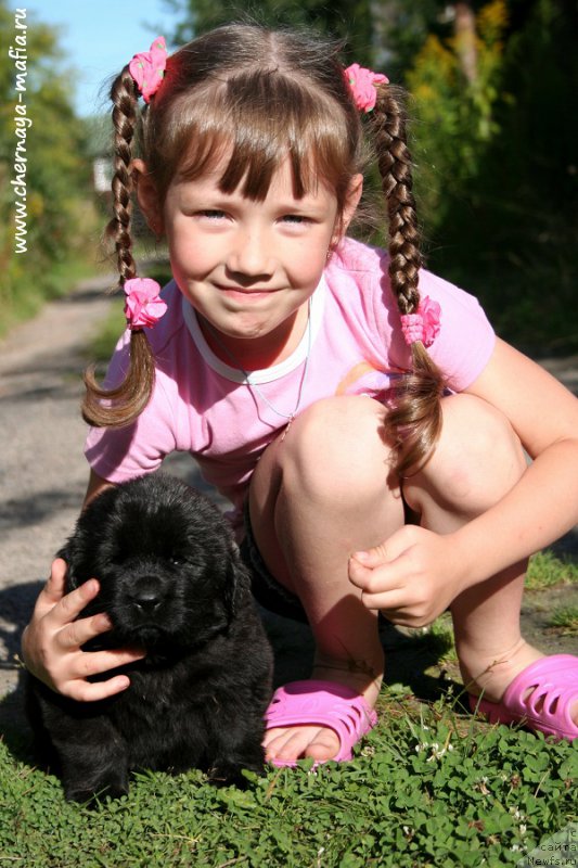 Фото: Рита, ньюфаундленд Chernaya Mafia Аll Rights Reserved (Черная Мафия Алл Ригхтс Ресервед)