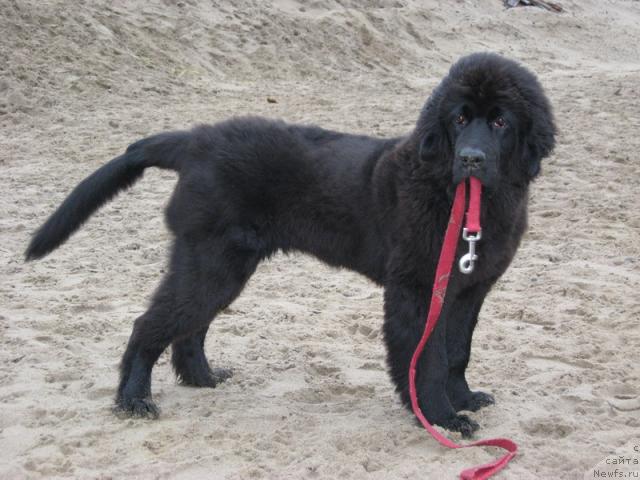 Фото: ньюфаундленд Gloriya Grand Blek (Глория Гранд Блек)