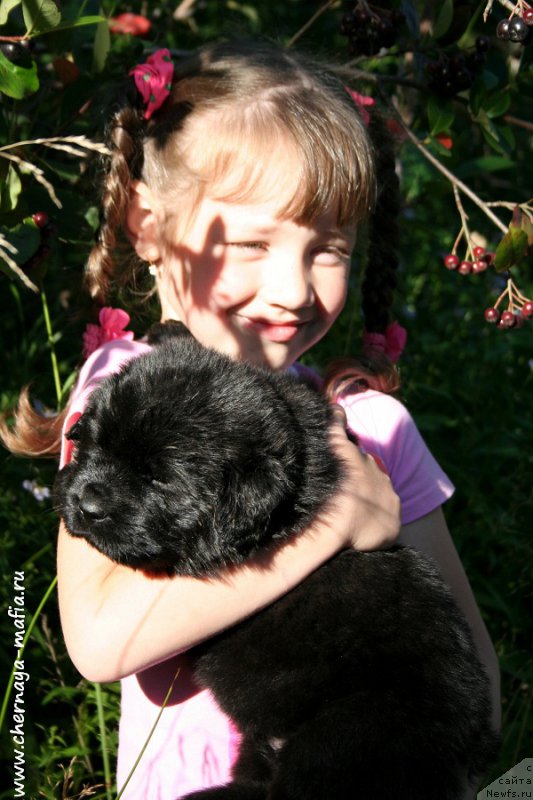 Фото: Рита, ньюфаундленд Chernaya Mafia Аll Rights Reserved (Черная Мафия Алл Ригхтс Ресервед)