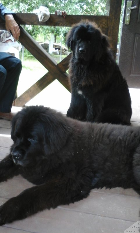 Фото: ньюфаундленд CHansi iz Zolotogo Treugol'nika (Чанси из Золотого Треугольника), ньюфаундленд Njufort Amanda Blum (Ньюфорт Аманда Блум)