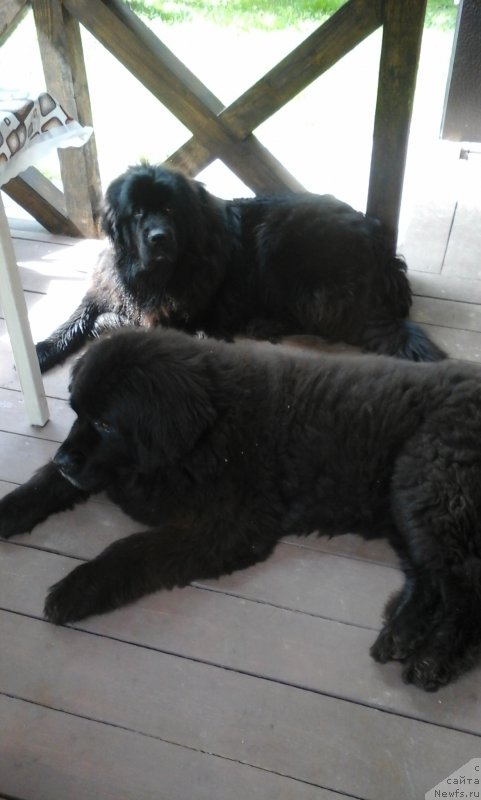 Фото: ньюфаундленд CHansi iz Zolotogo Treugol'nika (Чанси из Золотого Треугольника), ньюфаундленд Njufort Amanda Blum (Ньюфорт Аманда Блум)