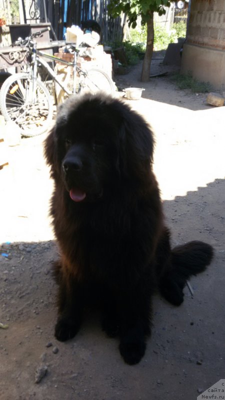 Фото: ньюфаундленд CHernyiy SHarm Djonni Depp (Черный Шарм Джонни Депп)