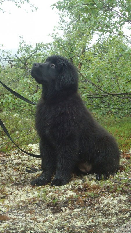 Фото: ньюфаундленд N'yufort Ee Velichestvo Viktoriya (Ньюфорт Ее Величество Виктория)