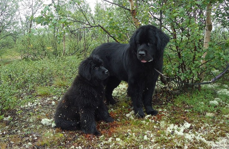 Фото: ньюфаундленд N'yufort Ee Velichestvo Viktoriya (Ньюфорт Ее Величество Виктория), ньюфаундленд Uyutnaya Dolina Black Diamond Velinda (Уютная Долина Блэк Даймонд Велинда)