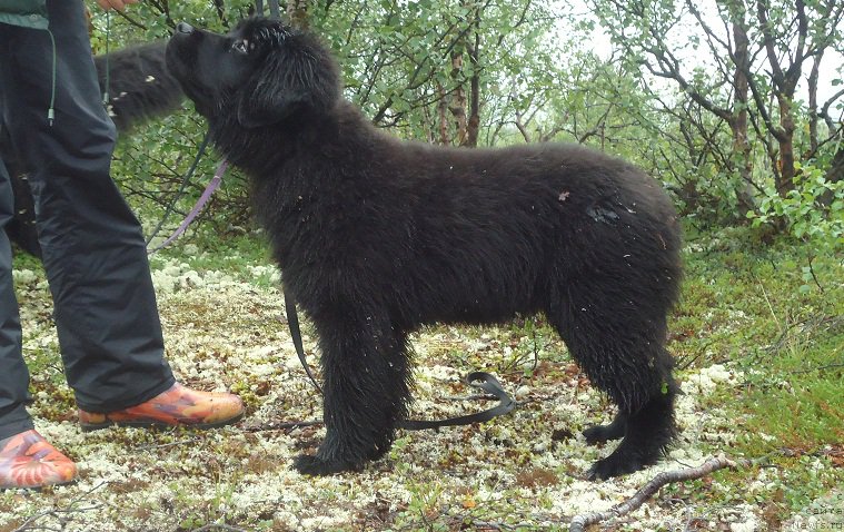 Фото: ньюфаундленд N'yufort Ee Velichestvo Viktoriya (Ньюфорт Ее Величество Виктория)
