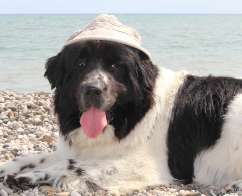 Фото: ньюфаундленд Sent Djons Isida (Сент Джонс Исида)