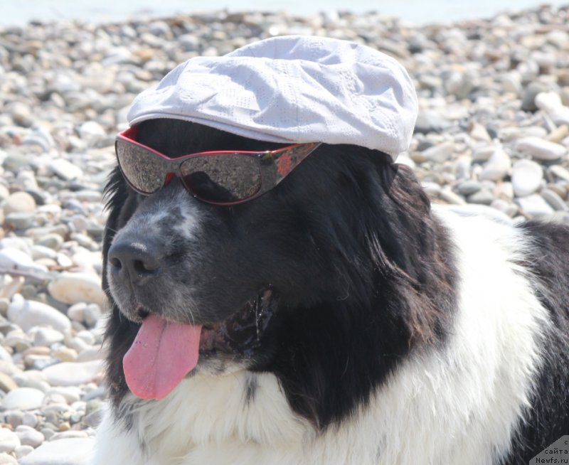 Фото: ньюфаундленд Sent Djons Isida (Сент Джонс Исида)