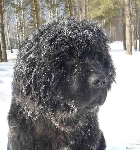 Фото: ньюфаундленд Istoria Lubvi iz Tihogo Omuta (История Любви из Тихого Омута)