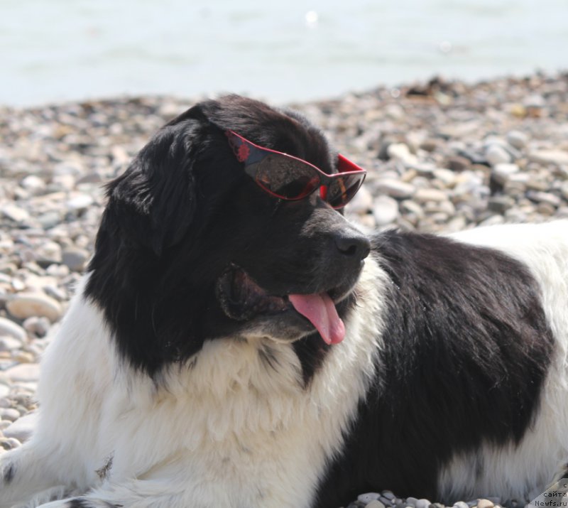 Фото: ньюфаундленд Sent Djons Isida (Сент Джонс Исида)