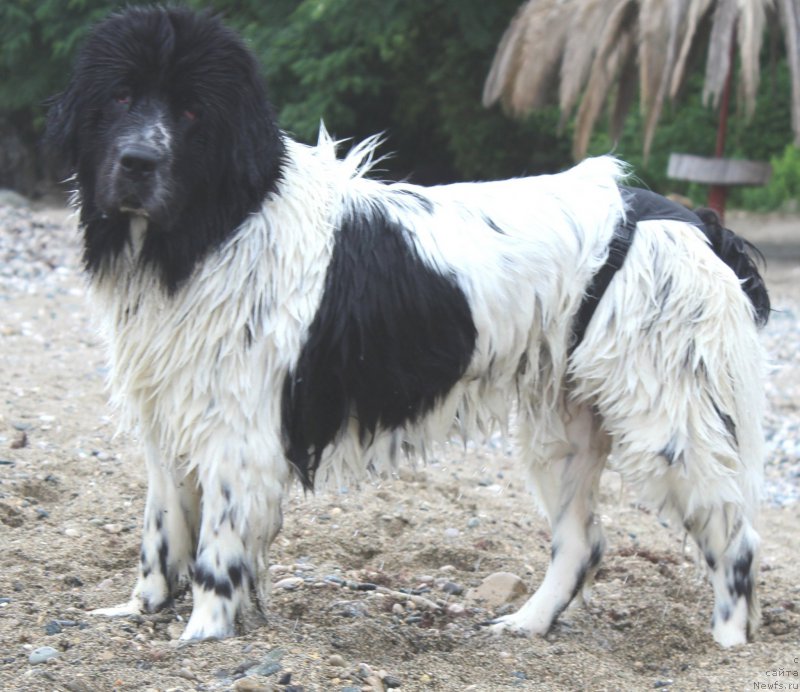 Фото: ньюфаундленд Sent Djons Isida (Сент Джонс Исида)