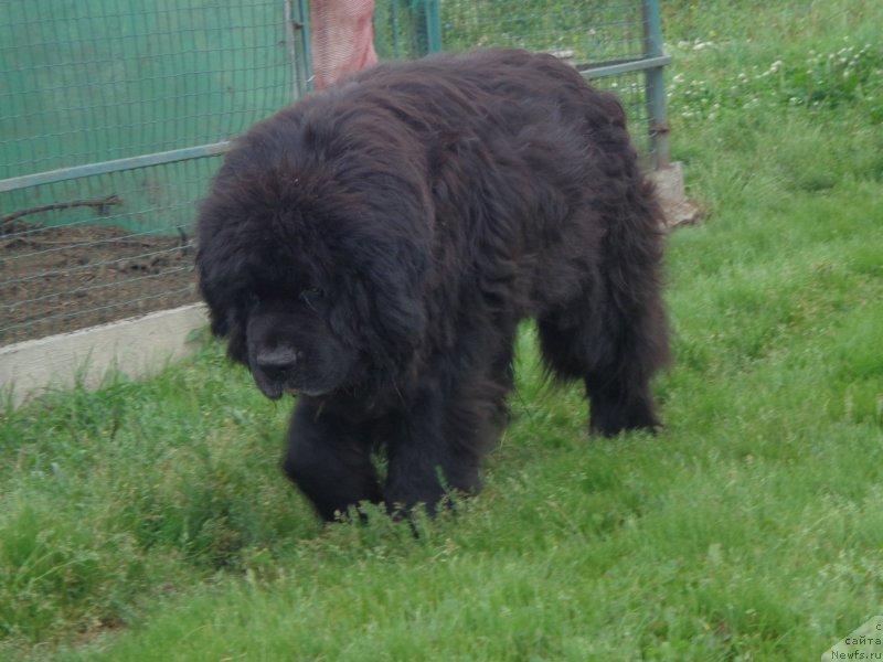 Фото: ньюфаундленд Viski Red Label Veps (Виски Ред Лейбл Вепс)