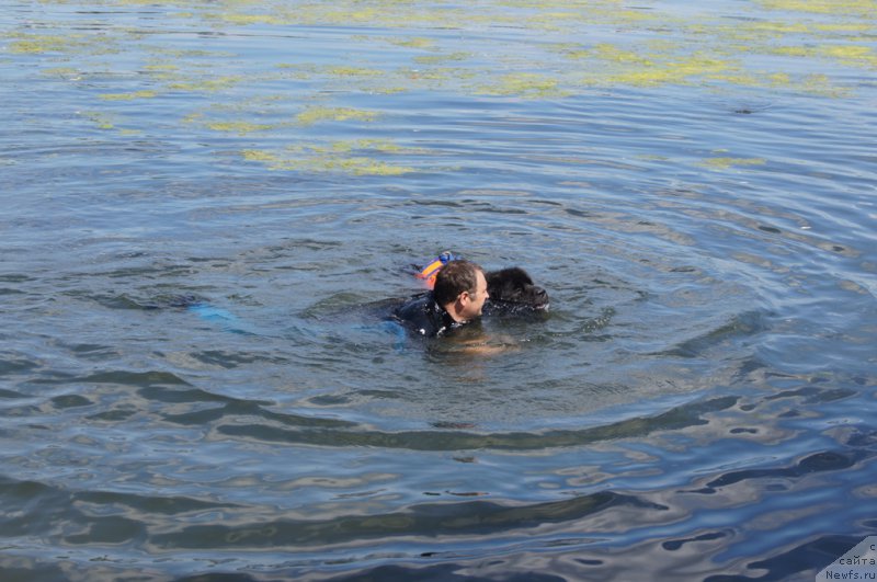 Фото: Andrey Vasil'cov (Андрей Васильцов), ньюфаундленд Laymar Seynari (Лаймар Сейнари)