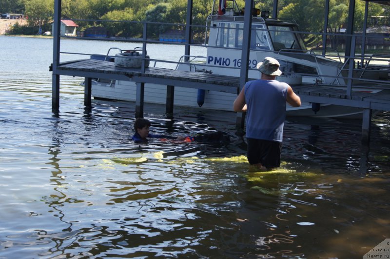 Фото: Elena Bogdanova (Елена Богданова), ньюфаундленд Angel Khranitel Gruffidd (Ангел Хранитель Граффидд), Aleksandr Burmistrov (Александр Бурмистров)
