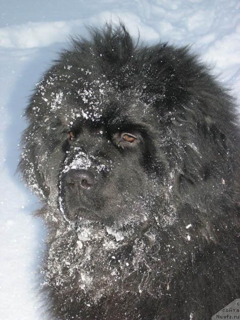 Фото: ньюфаундленд Ivan Tsarevich iz Tihogo Omuta (Иван Царевич из Тихого Омута)