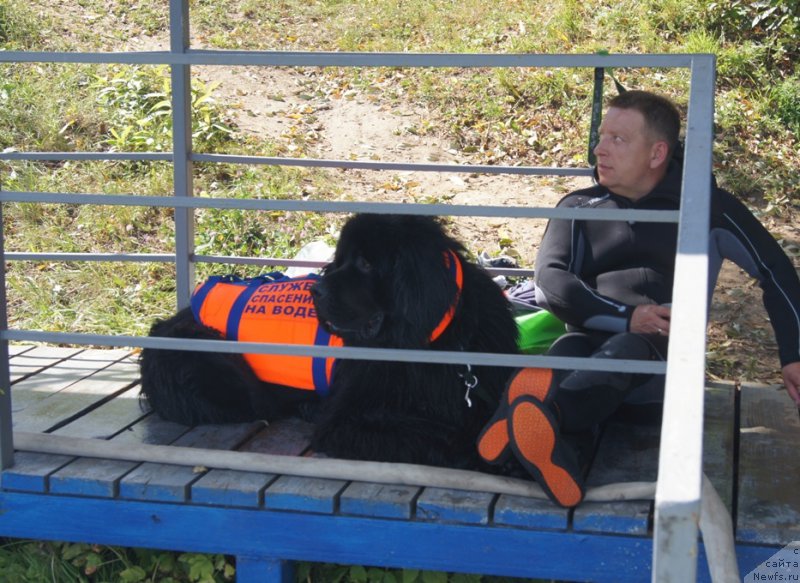 Фото: Валера, ньюфаундленд Chisty Brilliant Amigo (Чистый Бриллиант Амиго)