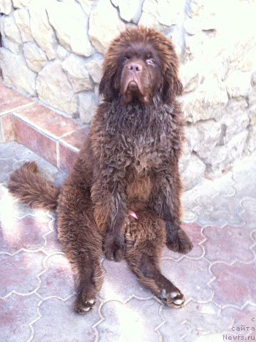 Фото: ньюфаундленд Eroshka s Berega Dona (Ерошка с Берега Дона)