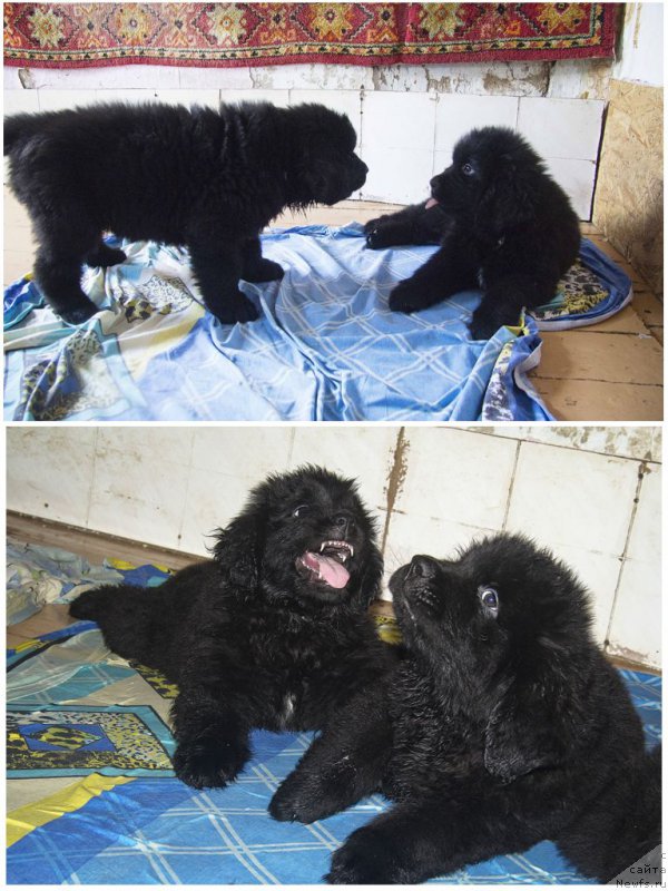 Фотография № 189063