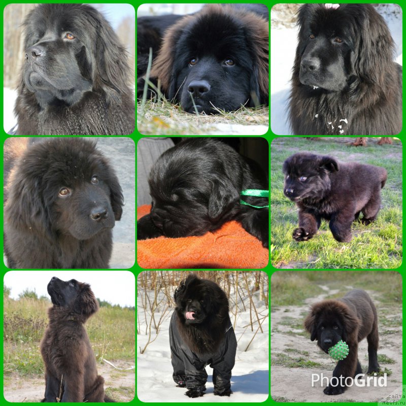 Фото: ньюфаундленд Val'kiriya Sigryun (Валькирия Сигрюн)