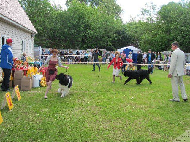 Фото: ньюфаундленд Super Bizon Maestro (Супер Бизон Маэстро), ньюфаундленд Chernaya Mafia Short and Sweet (Черная Мафия Шорт анд Свеет)