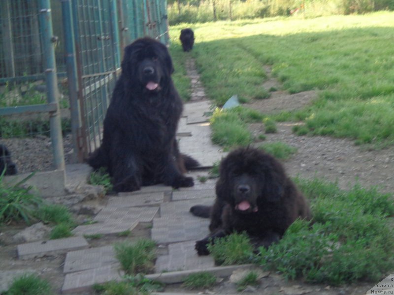 Фото: ньюфаундленд Super Premium Nao Del Trato (Супер Премиум Нао Дел Трато), и Банги Хеп