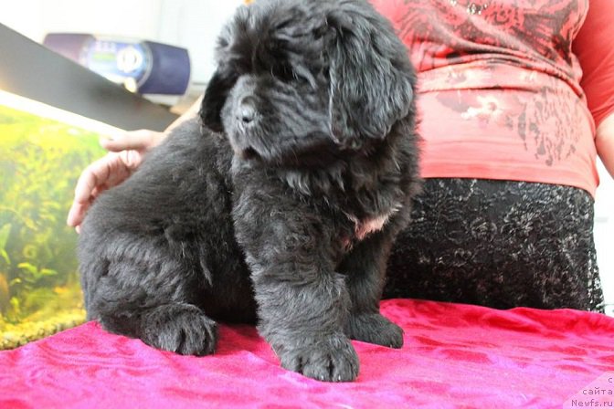 Фотография № 189089