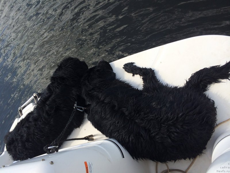 Фото: ньюфаундленд CHernyiy Balu Dobryinya (Черный Балу Добрыня), ньюфаундленд CHernyiy Balu Dyussel'dorf (Черный Балу Дюссельдорф)