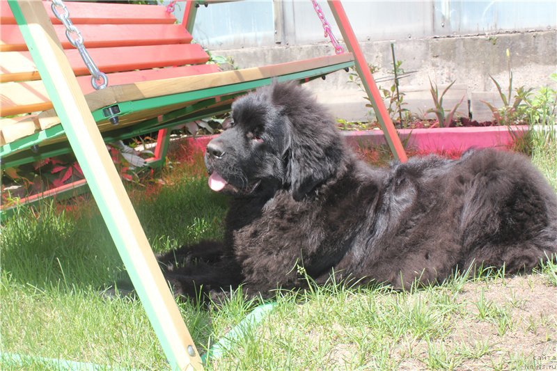 Фото: ньюфаундленд N'yufort Aston Martin dlya S'Nejnoy V'yugi (Ньюфорт Астон Мартин для С'Нежной Вьюги)