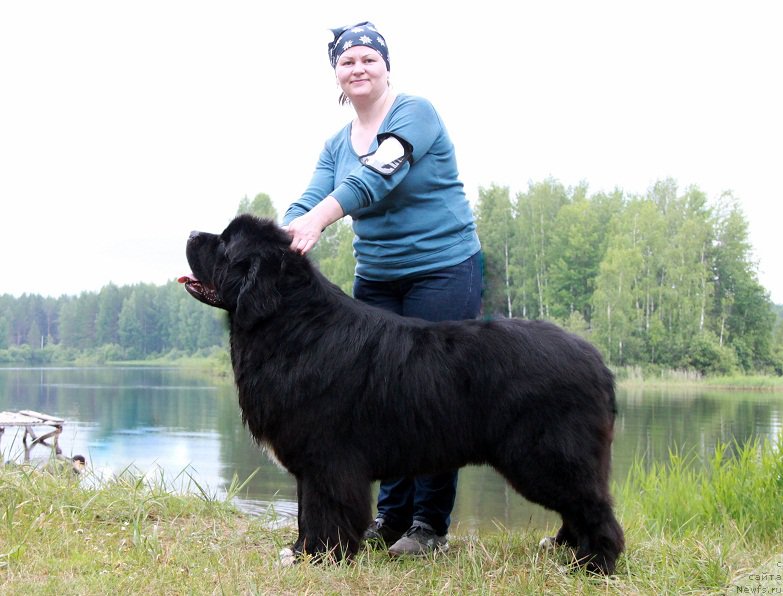 Фото: ньюфаундленд Promise To Love Midnight Bear (Promise To Love Midnight Bear)