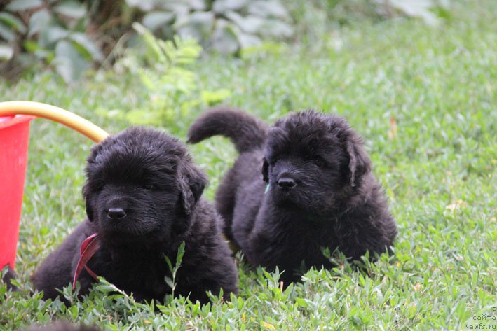 Фото: ньюфаундленд Zhizetta s Berega Dona (Жизетта с Берега Дона), ньюфаундленд Zhermen s Berega Dona (Жермен с Берега Дона)