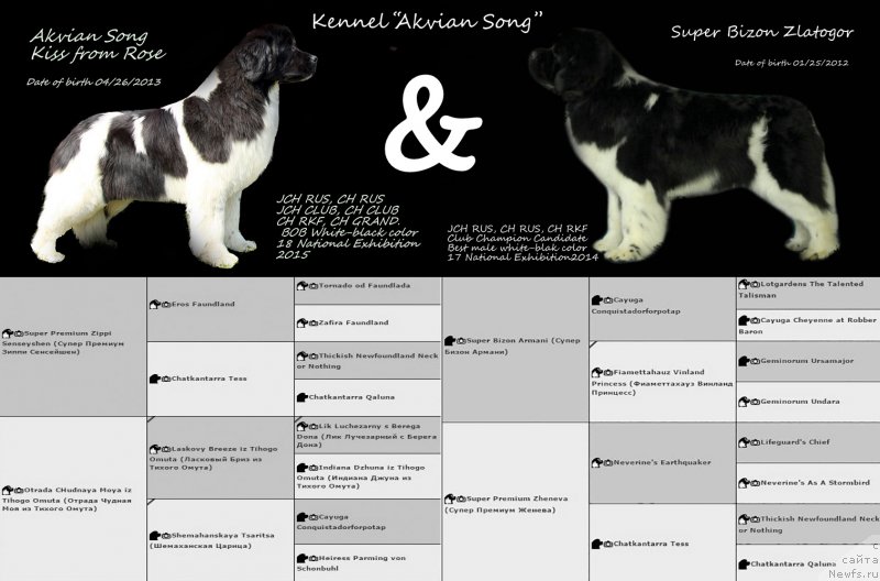 Фото: ньюфаундленд Akvian Song Kiss from Rouz (Аквиан Сонг Кисс Фром Роуз), и, ньюфаундленд Super Bizon Zlatogor (Супер Бизон Златогор)