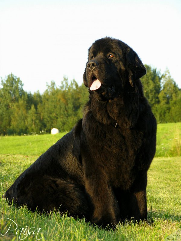 Фото: ньюфаундленд Chernaya Mafia Maybe She Will (Черная Мафия Маубе Ше Вилл)