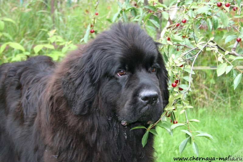 Фотография № 189109