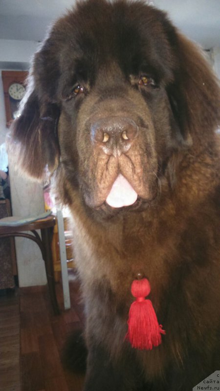 Фото: ньюфаундленд CHernyiy SHarm Denzel Vashington (Черный Шарм Дензел Вашингтон)