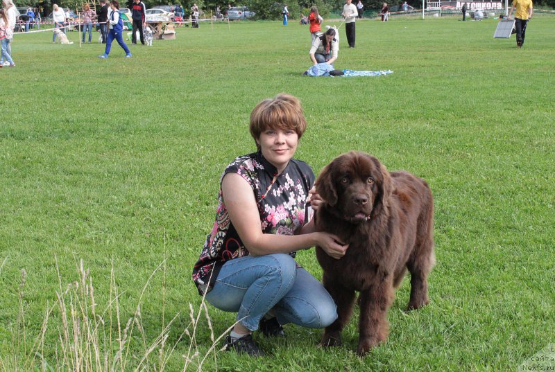 Фото: ньюфаундленд Naomi Tagoliri for Brouwnblood (Наоми Таголири фор Браунблад)