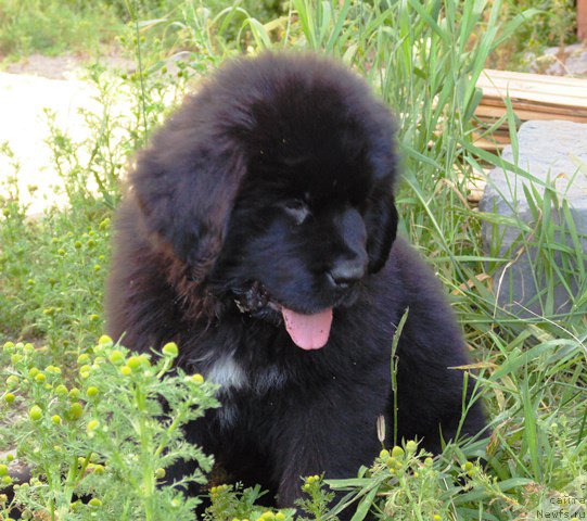 Фото: ньюфаундленд Super Premium Ular (Супер Премиум Улар)