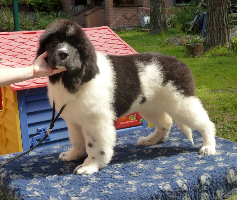 Фото: ньюфаундленд Kiss Princess Dreamblack