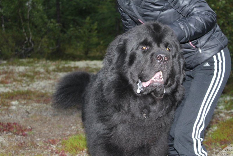 Фото: ньюфаундленд Allegians Brayt Prospekt (Аллегианс Брайт Проспект)